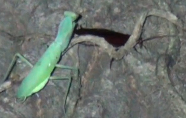 ハラビロカマキリ ゴキブリを食らう_東京多摩地区・断末魔のオアシス_2024年9月2日夜